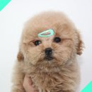 버디독 강아지분양 안심분양센터 김포점 이미지