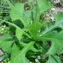 산내들농장 이미지