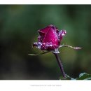 조선대(장미원) 이미지