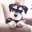 민락동물병원 이미지