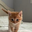 고돌이네 이미지