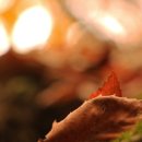 희망별자리 이미지