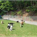 동백 숲속애견랜드 네이버블로그