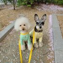 @베아또 스무디티셔츠 + 베베빕케이프 칭찬해 짝짝짝!!!