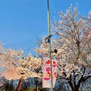허밍웨이길 | 2024 서울 벚꽃 후기( 반포천 허밍웨이길 / 여의도 윤중로벚꽃길 )