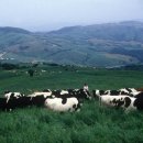 대명목장 이미지