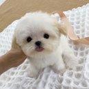 퍼피몽(애견분양) 이미지