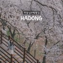 화개초교 | 4월 하동 여행 코스 하동십리벚꽃길 벚꽃 만개했던 날