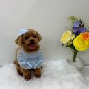 포프리티 이미지