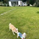 멍또와 | 치눅이의 기록, 부산 기장 반려견운동장 멍또와