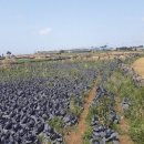 동광리-14 이미지