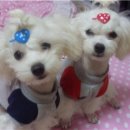 초코이모