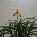 해오름1로 이미지