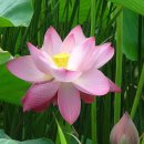 8월 20일의 꽃은 '연꽃(East indian lotus)' 이미지