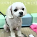 마이하우스퍼피 수원애견미용훈련 이미지