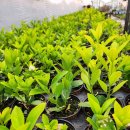 늘푸른농원 이미지