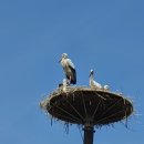 황새가족과 황새알 이미지