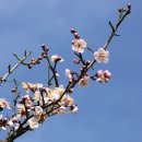 매화한의원 이미지