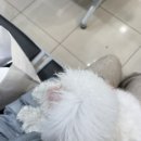 해마루 동물병원 | 강아지 동맥관개존증(PDA) 시술 후기 [해마루동물병원]