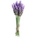 꽃과 그늘 이미지