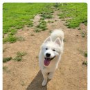 다산 애견훈련소 이미지