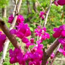 봄을 그리다 이미지