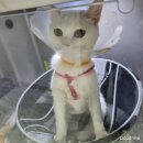 중부동물병원 | 대구 중구 중부동물병원 추천 고양이 중성화수술 후기