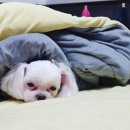 이불 속 댕댕이 이미지