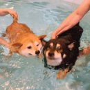 태안 알로하오에 애견풀빌라 | 충남 태안 애견동반펜션 독채풀빌라 알로하오에 내돈내산 후기(with. 시바견 2마리)