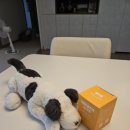 좋은 영양제 | [본아페티] 기호성 좋은 강아지 기관지 영양제 추천 후기!