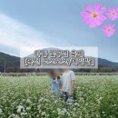 하동마을회관 | 하동 북천 코스모스 메밀꽃 축제 실시간 후기 - 경남 가볼만한 곳 꽃구경 주차 사진