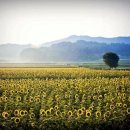 햇빛농장 이미지