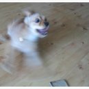 강아지이야기 이미지