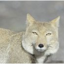 여우요가 이미지