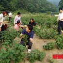 김옥태 농장 뉴시스