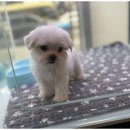 행복한 강아지 이미지