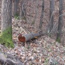 회원동126 이미지