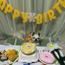 냥냥쩝쩝 | 강아지 케이크 주문제작 업체 냥냥쩝쩝 후기 쿤이의 생일파티💕