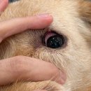 건강하게 동물병원 | 강아지 다래끼가 종양까지 - 눈 종양수술 후기｜정담동물병원 (수서·송파)