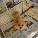 제니스동물병원 이미지