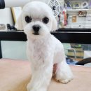 엔조이펫 이미지