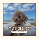 샛별 | 태안 샛별해수욕장 노지캠핑 후기 | 화장실, 매점, 배달 꿀팁 정리