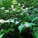 국수나무 이미지