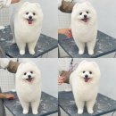 아멜리몽 이미지