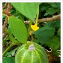 가마솥 별미 이미지