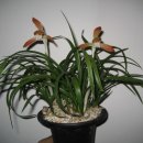 지란지교 이미지