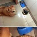 고양이집 이미지