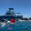 노란거북이 | 🇺🇸나홀로 하와이 - 마이리얼트립 &#34;거북이 스노우쿨링&#34; 후기