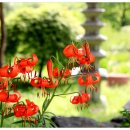 카페송림 이미지