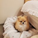 페리토리(perritory) 이미지